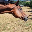 Super cheval de loisir 10 ans