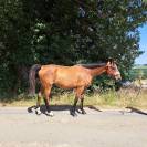 Super cheval de loisir 10 ans