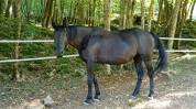 Jument SF noire 11 ans