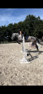 Superbe jument de 9 ans 