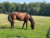 Vends très beau  TF H 5 ans 