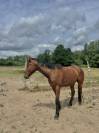 Jeune cheval polyvalent, idéal loisir ou sport