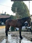 Jeune cheval polyvalent, idéal loisir ou sport