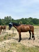 Jeune cheval polyvalent, idéal loisir ou sport
