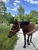Jeune cheval polyvalent, idéal loisir ou sport