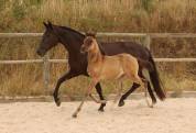 Poulinière Pure Race Espagnole noire gestante