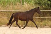 Poulinière Pure Race Espagnole noire gestante