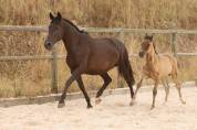 Poulinière Pure Race Espagnole noire gestante