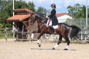 Poulinière Pure Race Espagnole noire gestante