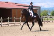 Poulinière Pure Race Espagnole noire gestante