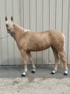 PFS de sport  6 ans D 