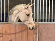 PFS de sport  6 ans D 