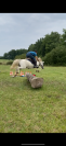 Poney welsh maître d’ecole