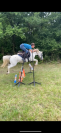 Poney welsh maître d’ecole