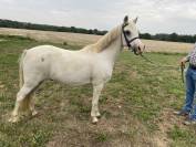 Poney welsh maître d’ecole