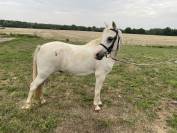 Poney welsh maître d’ecole