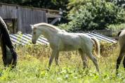 poulinière PRE PP APTA 4 ans isabelle