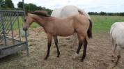 POULAIN SF ISABELLE