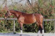 Magnifique hongre de dressage gagnant amateur 2 