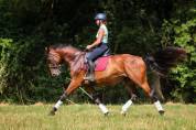 Magnifique hongre de dressage gagnant amateur 2 