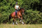 Magnifique hongre de dressage gagnant amateur 2 