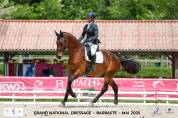 Magnifique hongre de dressage gagnant amateur 2 