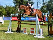 Hongre 9 ans gagnant 125-130