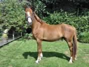 Kupidon Millenium PFS 5ans