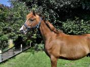 Kupidon Millenium PFS 5ans