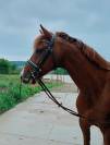 Kupidon Millenium PFS 5ans
