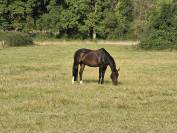 Magnifique Jument Bai de 7 ans 1m76