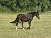 Magnifique Jument Bai de 7 ans 1m76