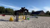 Magnifique Jument Bai de 7 ans 1m76