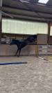 Magnifique Jument Bai de 7 ans 1m76