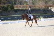 Ponette D 7 ans CSO, Dressage et Hunter