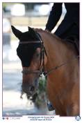 Ponette D 7 ans CSO, Dressage et Hunter