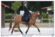 Ponette D 7 ans CSO, Dressage et Hunter