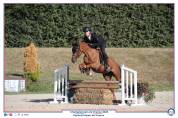 Ponette D 7 ans CSO, Dressage et Hunter