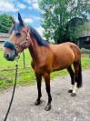 Jument 8 ans à vendre 