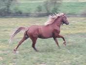 Poney Landais