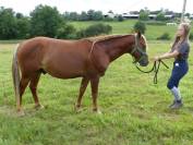 Poney Landais