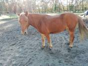Poney Landais