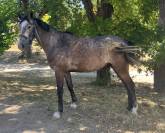 Cheval 5 ans CSO ou CCE