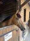 Ponette de sport à vendre 
