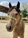 Ponette 5 ans 127cm