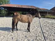 Ponette 5 ans 127cm