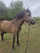 Ponette 5 ans 127cm