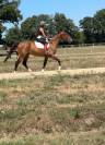 Trotteur Français de 4 ans