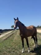 Trotteur Français de 4 ans