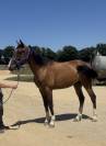 Trotteur Français de 4 ans
